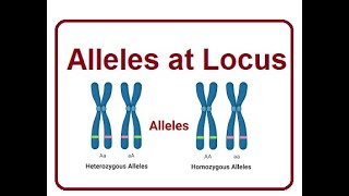 Alleles at a Single Locus  A Genetic  2024 [upl. by Niarb]