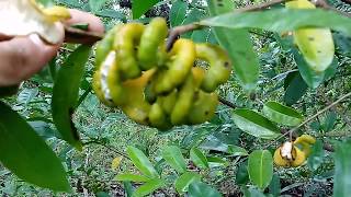 Embira pindaíba embiriba cortiça pimenta de macaco Xylopia brasiliensis [upl. by Aihcats]