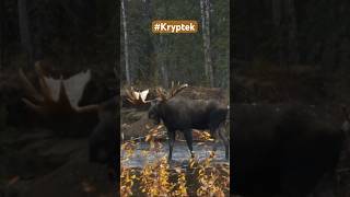 Troy and Butch call in this 70quot bull moose and getting it within bow range MooseHunting [upl. by Ahsiekan]