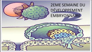 Embryologie 6  Deuxième semaine du développement embryonnaire بالدارجة و بطريقة بسيطة و سهلة [upl. by Gennaro]