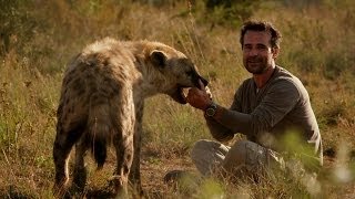 Man plays with Hyena  Animal Odd Couples Episode 2 Preview  BBC One [upl. by Morocco]