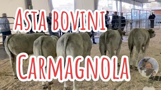 Asta Bovini razza piemontese Carmagnola TOpiemonte [upl. by Neffets]