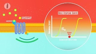 Pharmacology  EP5  Pharmacodynamics Arabic  عربي [upl. by Ogir]