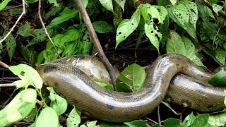 Anaconda covered with Porcupine Spikes [upl. by Aik]