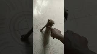 Dog whatsApp status tamilCharlie life style [upl. by Kallista]