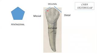 1er Premolar Inferior [upl. by Yreffoeg481]