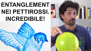 Il pettirosso usa l’entanglement per orientarsi [upl. by Eilsel]