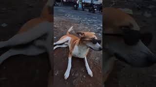 Dog Swag New Song Release 😂😅 Big Dawgs 🤟🏽 shorts animals dog view song pets cute [upl. by Ondrej]