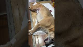 Gentamicin injections after dog surgery shortvideo spayandneuter [upl. by Orton]