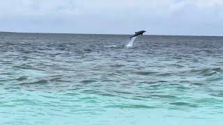 Part 2 Reethi Faru Vakaru area 🐬🐬🐬🥰 [upl. by Immaj]