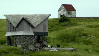 Goats on Manana Island [upl. by Timothy]