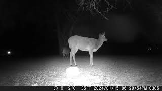 Deer camera showing two young critters out in the night Enjoying some food night1 trail camera [upl. by Adnaw]