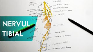 Nervul Tibial  Tutorial Anatomie [upl. by Killian]