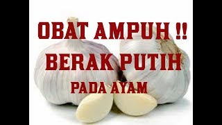 Cara mengobati penyakit berak putihpullorum pada ayam [upl. by Sitelc]