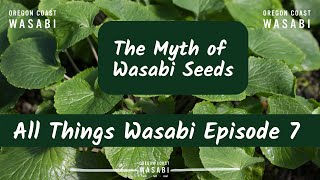 The Myth of Wasabi Seeds  All Things Wasabi Episode 7 [upl. by Daile]