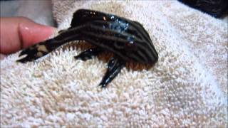 Pleco Care amp Info Hypostomus Plecostomus [upl. by Frants]