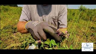 Seed Harvest from The Field American Germander [upl. by Annelise]