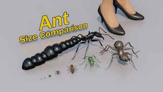 Ant Size Comparison [upl. by Fairleigh329]