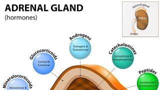 Adrenal Gland Endocrine SystemZona glumerulusa Aldosterone Hormones Synthesis Target cells [upl. by Nevsa]