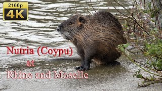 Nutria  Coypu  at Rhine and Moselle  Germany 4K Travel Channel [upl. by Grim497]