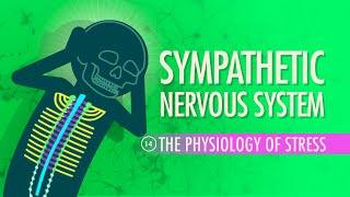 Sympathetic Nervous System Crash Course Anatomy amp Physiology 14 [upl. by Casper]