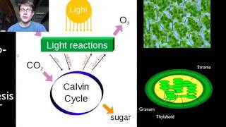 Photosynthesis and Respiration [upl. by Yelats]