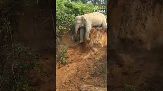 Elephants fell down from bank [upl. by Akahc]