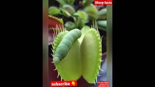 venus flytrap carnivorous flowering plant Scientific name Dionaea muscipula [upl. by Armando]