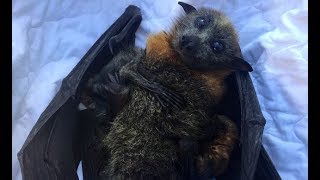 Rescue of a flyingfox hanging on a pool fence Riki and her twins [upl. by Saum]