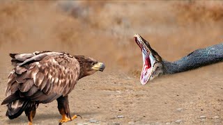 Los Halcones Lanzan Serpientes Desde El Acantilado Al Suelo Para Proteger a Su Bebé [upl. by Ernestine877]