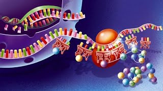 প্রোটিন সংশ্লেষন প্রক্রিয়াTranslation in ProkaryProtein synthesis in BengaliHS NEETexamBiology [upl. by Bear]