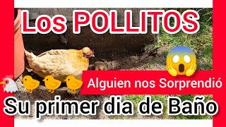 bajamos los POLLITOS del Gallinero 🐥alguien nos Sorprendió 😱 MiPequeñaGranjitaTrejoEs [upl. by Tamas]