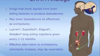 Hormone Therapy for Prostate Cancer [upl. by Ydna]