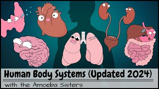 Human Body Systems Overview Updated 2024 [upl. by Burnsed689]