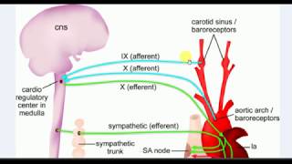 Physiology  1  BARORECEPTOR REFLEX [upl. by Mharba]