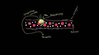 Formation of a fibrin clot [upl. by Mcafee204]