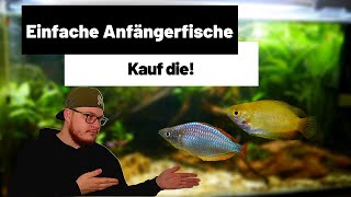 5 EINFACHE Anfängerfische für dein erstes Aquarium [upl. by Nywroc947]