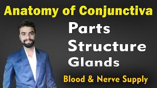 Conjunctiva Anatomy in Hindi  Parts Structure amp Glands of Conjunctiva  Abhishek insight [upl. by Nosydam]