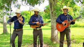 El León  Trio Alma Tamaulipeca En Vivo [upl. by Elleivap57]