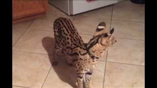 Watch this Serval JUMP So High [upl. by Timi505]