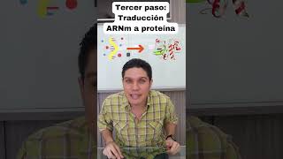 La replicación del ADN sabiasque biology cienciasbiologicas [upl. by Sherrard508]