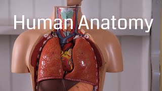 Basic Human Anatomy for Beginners [upl. by Joceline]