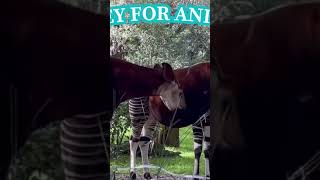 Okapi  Giraffes Only Relative [upl. by Rainah668]