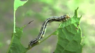 Fall Cankerworm Moth Caterpillar Geometridae Alsophila pometaria [upl. by Adamson]