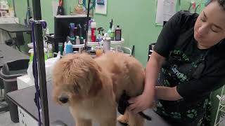 Dog Brush Tutorial [upl. by Hube]