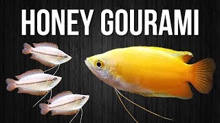 How to Breed Honey Gouramis [upl. by Sokin415]