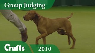 Hungarian Vizsla wins Gundog Group Judging Again at Crufts 2010  Crufts Dog Show [upl. by Anuat]