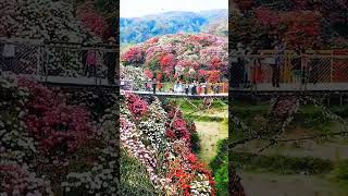 quotThrough the Lens of Nature A Tapestry of Lifequot nature shorts reels subscribe foryou [upl. by Suirada]