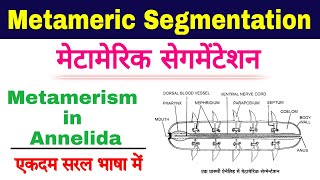 metameric segmentation in annelids  metamerism in annelida  metamerism zoology  biology ScienceSK [upl. by Donald419]