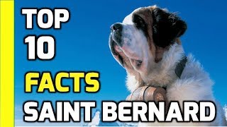 Top 10 facts about Saint Bernards  Part 1 Saint Bernard Dog Breeds Information [upl. by Lorien]